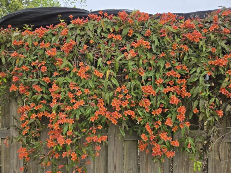 The Most Underrated North Carolina Native Vine That Crowds Out Weeds Along Fences Better Than English Ivy
