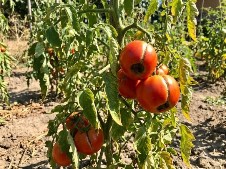 Your Tomatoes Stall Out in the Late-Summer Heat – Here’s the One Care Reset That Restarts Growth