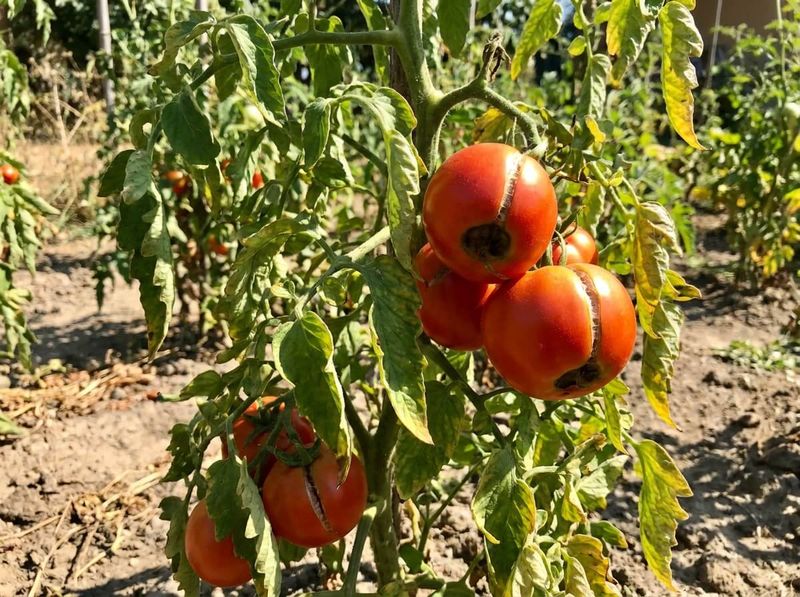 Your Tomatoes Stall Out in the Late-Summer Heat – Here’s the One Care Reset That Restarts Growth