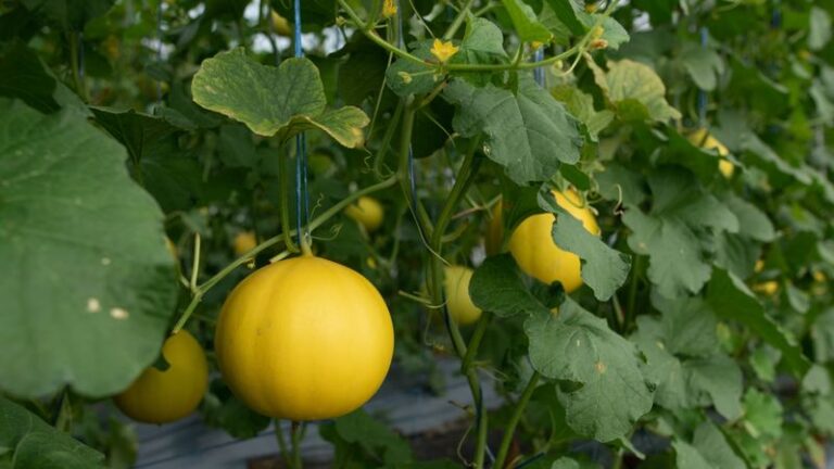 Lush Melon Vines, Small Fruit in the Summer Heat: Why Nitrogen Is a Leading Suspect but Not Always the Culprit