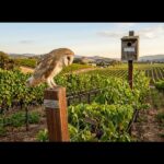 The California Barn Owl Quietly Clears The Rats And Gophers No Trap Can Touch, But One Yard Habit Drives It Off