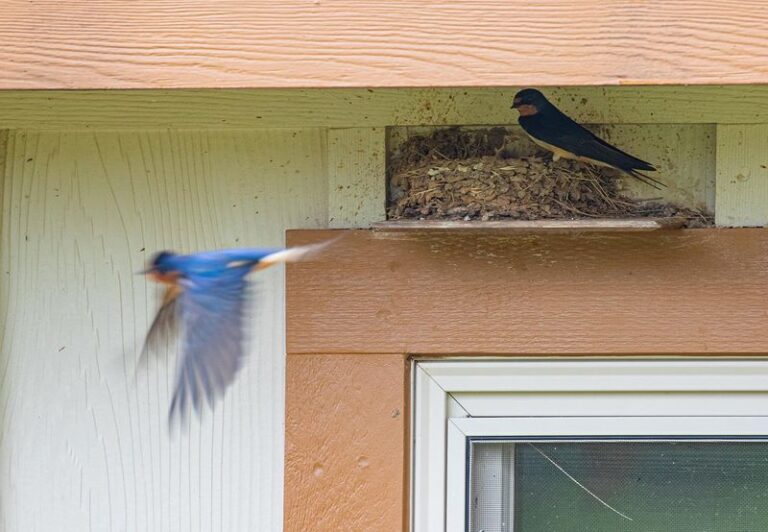 More Barn Swallows Nesting on Your Central Texas Porch Means Fewer Mosquitoes and Gnats, and Here’s How To Welcome Them