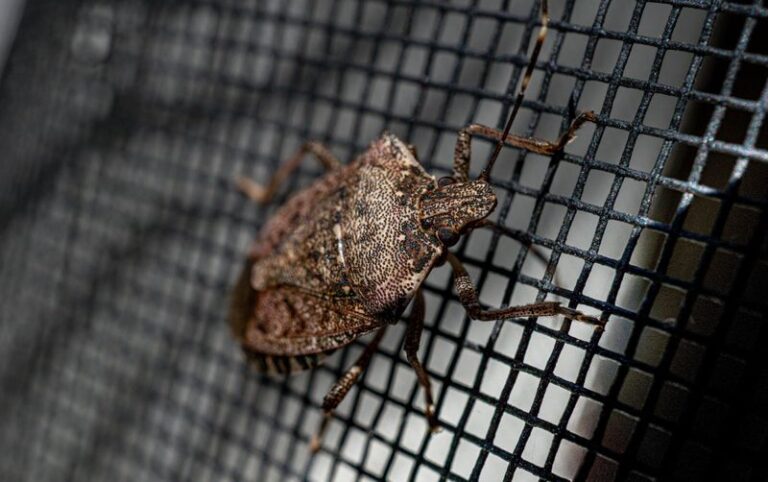 What It Really Means When Stink Bugs Start Showing Up Inside Your North Carolina Home This Summer