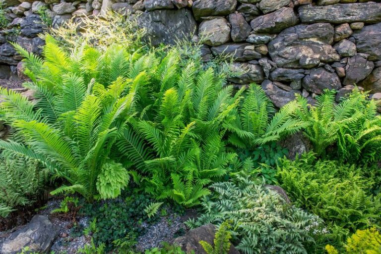 The Native North Carolina Ferns That Blanket a Damp Shady Slope and Crowd Out Weeds Better Than English Ivy