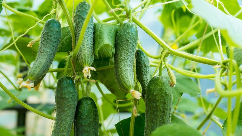 If Your Cucumber Vines Stop Producing in Late-Summer Heat, One Feeding Mistake Is Usually Behind It