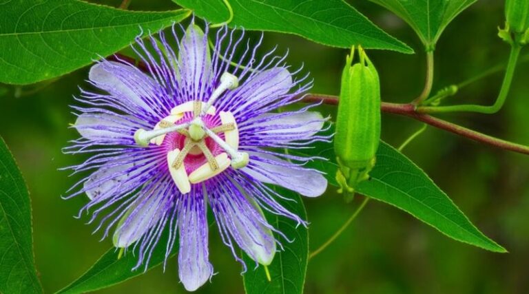 7 Florida Native Plants That Turn Your Yard Into a Purple Martin Colony That Eats Mosquitoes All Summer