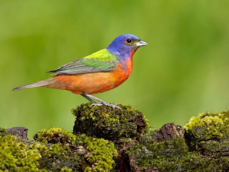 7 Florida Native Grasses That Keep Painted Buntings Coming Back Longer Than a Feeder Ever Could
