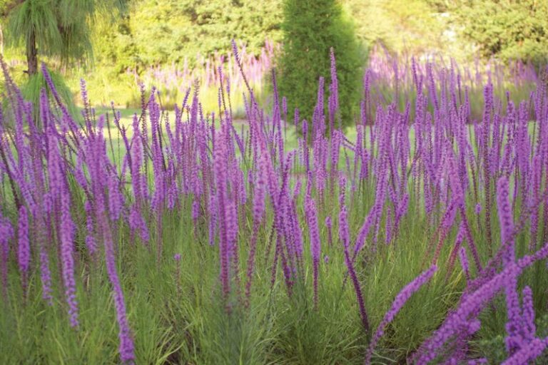 7 Florida Native Ground Covers That Hold a Sandy Slope in Place When Storm Runoff Washes the Mulch Away