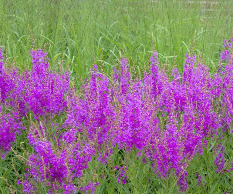 Can California Fine You for a Banned Plant You Never Knew Was Illegal in Your Own Yard?