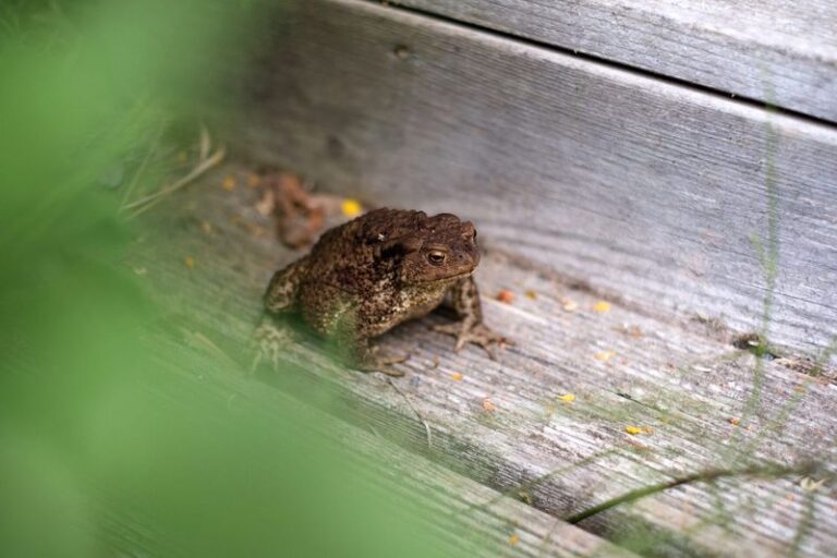 The California Toad Under Your Porch Quietly Eats The Slugs And Earwigs Wrecking Your Beds, But Homeowners Keep Sealing It Out