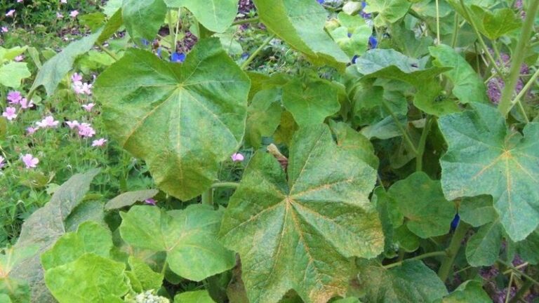 Your Hollyhocks Grow Tall and Leafy but the Blooms Never Come – Here’s the Basic You’re Missing