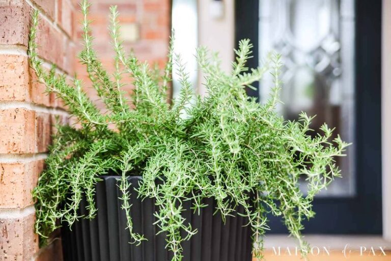 The Strong-Scented Texas Porch Plant Scorpions Refuse To Crawl Past Before They Reach Your Door