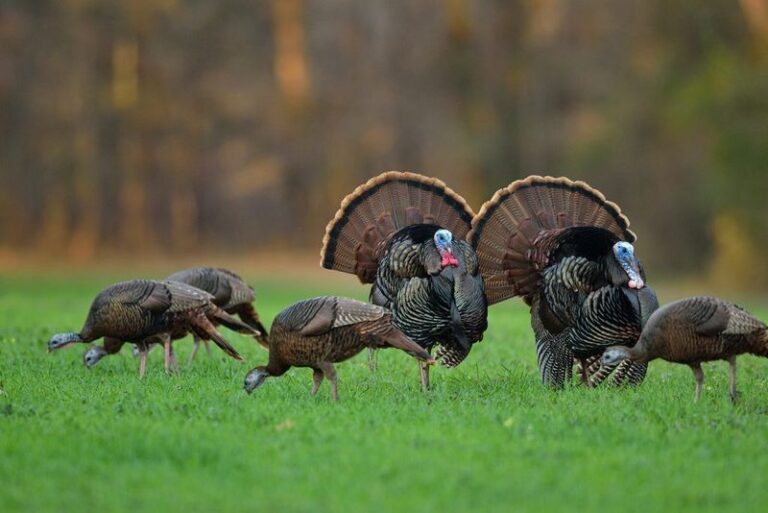 What It Really Means When Wild Turkeys Start Crossing Your North Carolina Yard, and Why They’re Quietly Clearing the Ticks Off Your Lawn