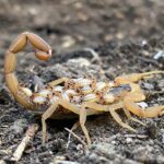 This Heat-Tolerant Mediterranean Herb May Make Scorpions Think Twice About Your Yard