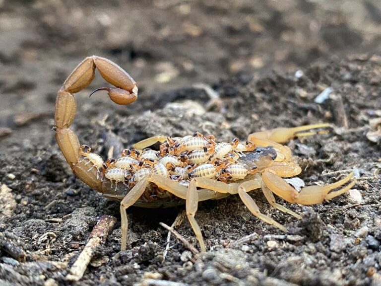 This Heat-Tolerant Mediterranean Herb May Make Scorpions Think Twice About Your Yard