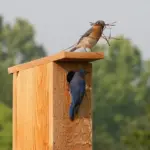7 Florida Yard Features That Bring Eastern Bluebirds Back Year After Year Without a Feeder