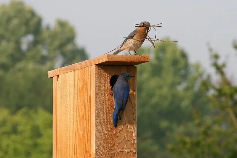 7 Florida Yard Features That Bring Eastern Bluebirds Back Year After Year Without a Feeder