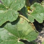 Cucumber Plants Wilting in September Heat: How to Read the Stress Signal and Act Fast