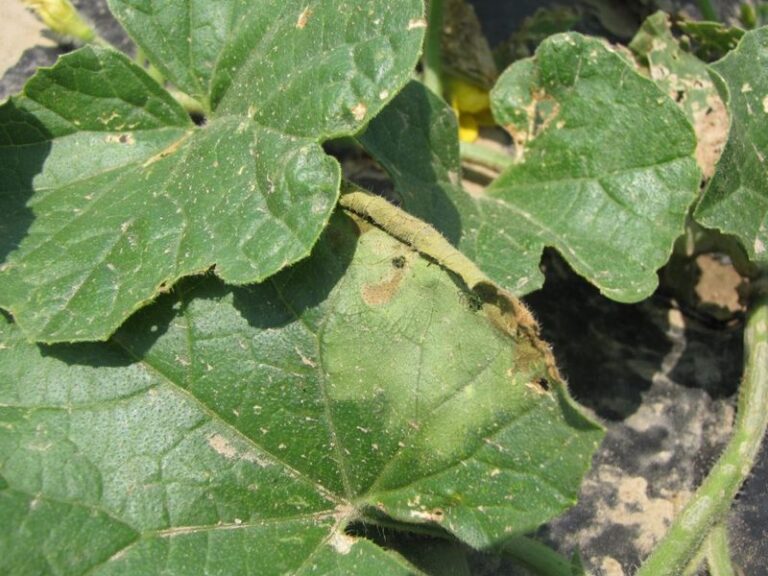 Cucumber Plants Wilting in September Heat: How to Read the Stress Signal and Act Fast