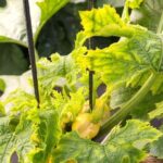 Zucchini Leaves Curl and Yellow in Late-Summer Heat – Here Is the Watering Pattern Worth Investigating