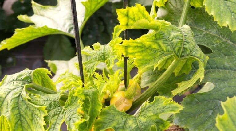 Zucchini Leaves Curl and Yellow in Late-Summer Heat – Here Is the Watering Pattern Worth Investigating
