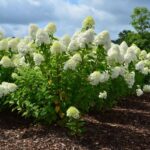 What North Carolina Gardeners Do To Get Panicle Hydrangeas That Put On A Real Show By Late Summer