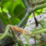 Why Your Central Texas Squash Plants Wilt And Collapse Overnight In August, And The Vine Borer You Never Saw Coming