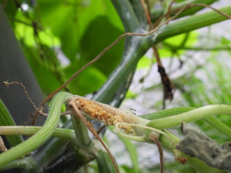 Why Your Central Texas Squash Plants Wilt And Collapse Overnight In August, And The Vine Borer You Never Saw Coming