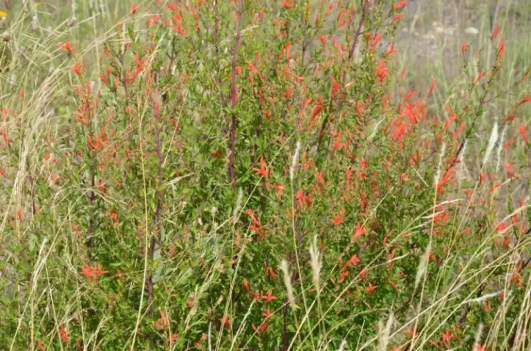 The Native Texas Plant Along Your Fence That Can Help Bring Hummingbirds to Your Central Texas Yard Every Summer