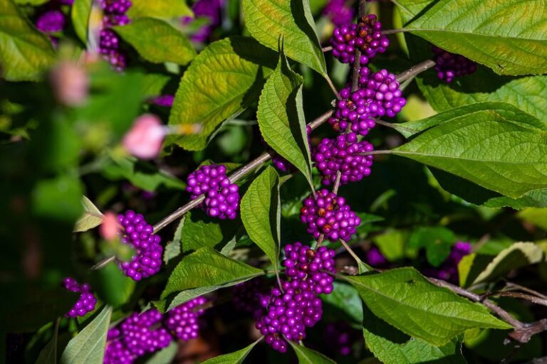 American Beautyberry Leaf Compounds Showed Lab Tick Repellency – What That Means for Your Central Texas Garden