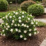 The One Thing North Carolina Gardenias Need Right Now to Keep Blooming Straight Through Fall