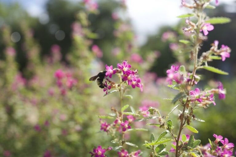 What Research Actually Says About Fragrant Plants and Scorpions in Texas Yards