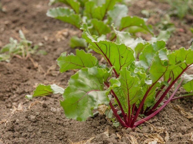 If Your Fall Beet Seeds Come Up Thin and Leggy in the Late-Summer Heat, Here Is Why