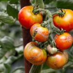 If your tomato fruit cracks in concentric rings this August, one watering swing usually starts it