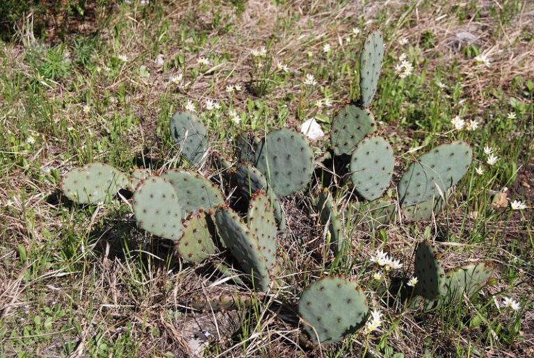 The Native Texas Plant That Brings Roadrunners To Your Yard And Sends Scorpions Packing