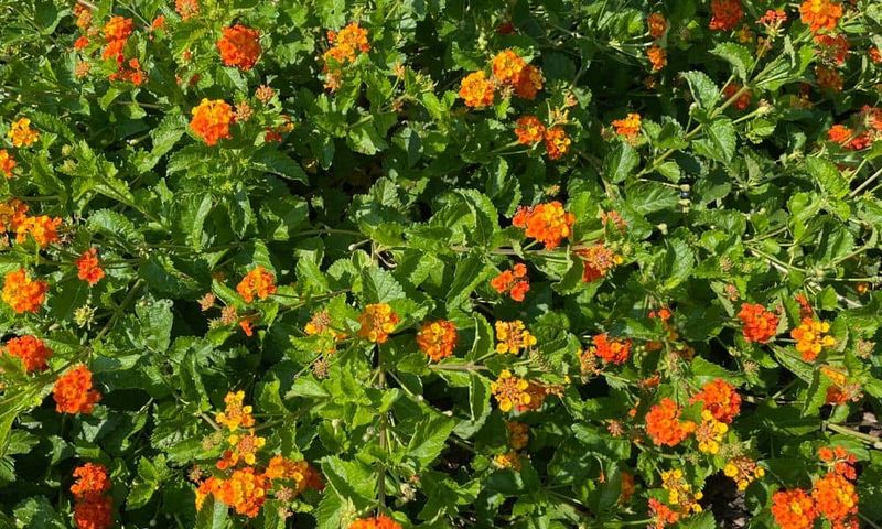 The Underrated Texas Perennial That Comes Back Every Year Without You Ever Replanting It