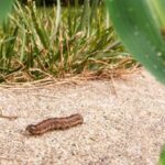 When Fall Armyworms Start Chewing Your North Carolina Lawn Bare This Month, Reach For These Birds Instead Of A Spray Can