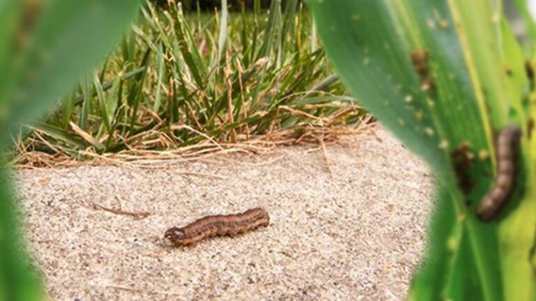 When Fall Armyworms Start Chewing Your North Carolina Lawn Bare This Month, Reach For These Birds Instead Of A Spray Can