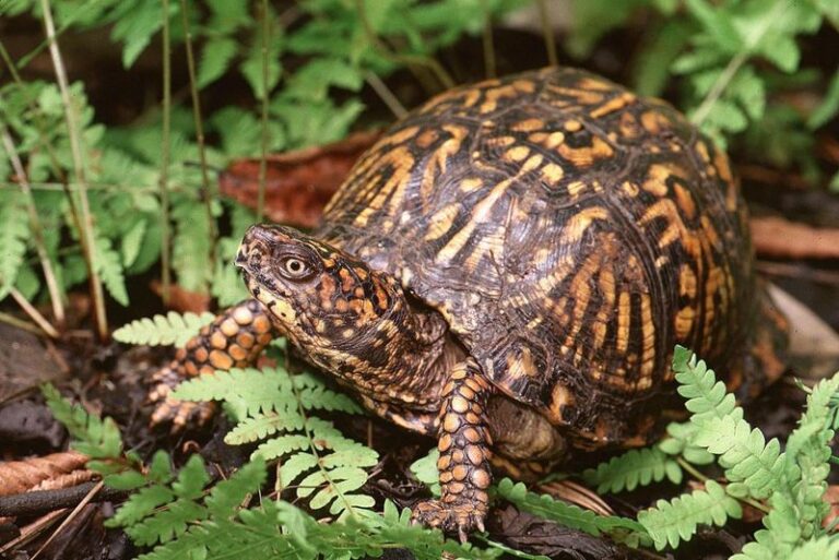 What It Really Means When Box Turtles Keep Showing Up in Your North Carolina Garden Beds This Summer