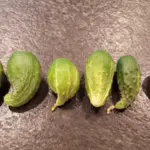 If Your Cucumber Fruit Grows Fat at One End and Pinched at the Other in Late-Summer Heat, Here Is Why