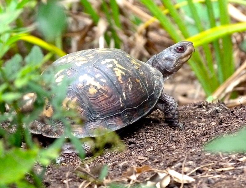 What It Really Means When Box Turtles Start Showing Up in Your North Carolina Garden Beds