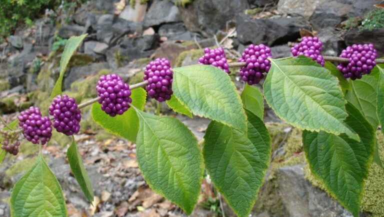 American Beautyberry: The Florida Native That Earns Its Place on the Fence Line With Wildlife Value and Fascinating Mosquito Research