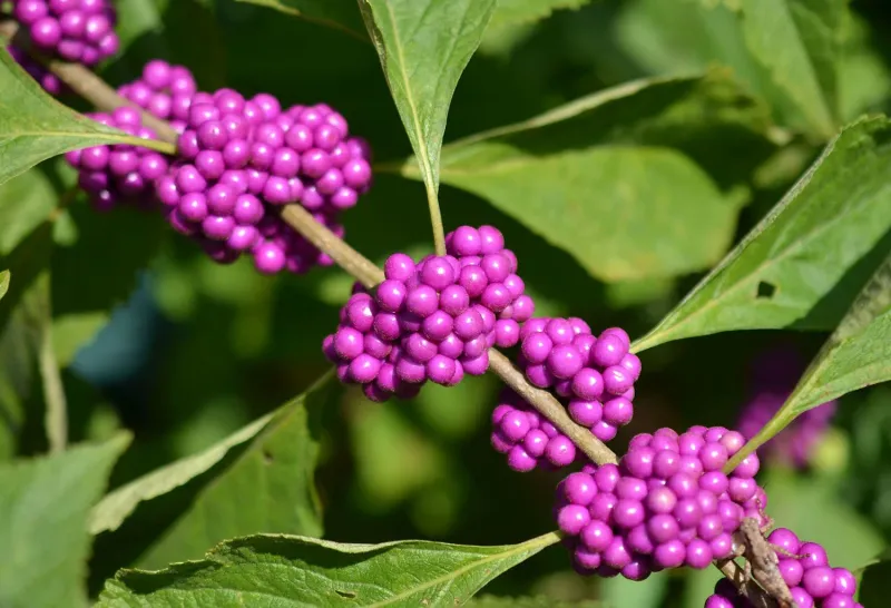 The Most Underrated North Carolina Native Shrub That Fills Your Fall Yard With Color When The Beetles Have Wrecked Everything Else