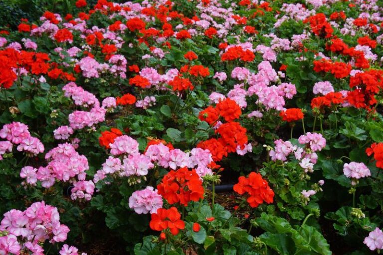 Your Geraniums Bloom Thin and Sparse – Here’s the One Adjustment That Fills Them With Color Again