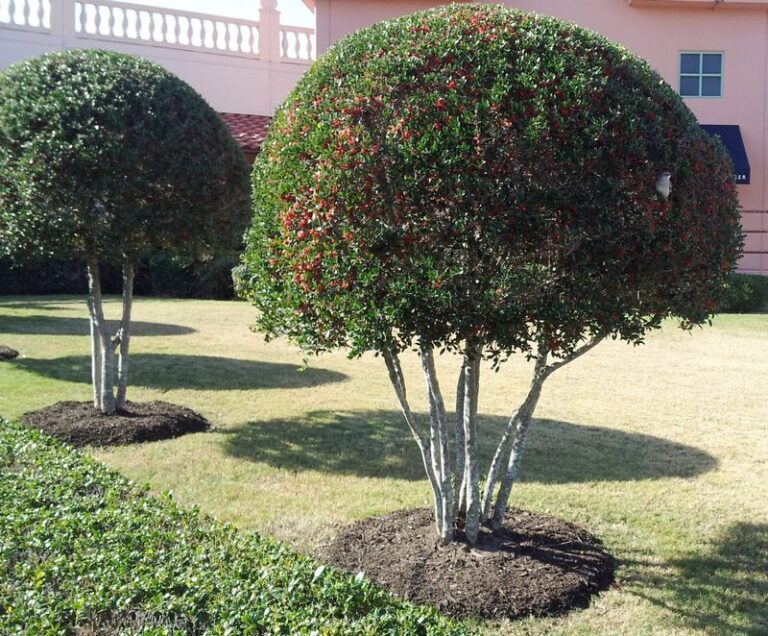 The One Texas Foundation Plant That Shrugs Off Both Triple-Digit Heat and Rock-Hard Clay Soil