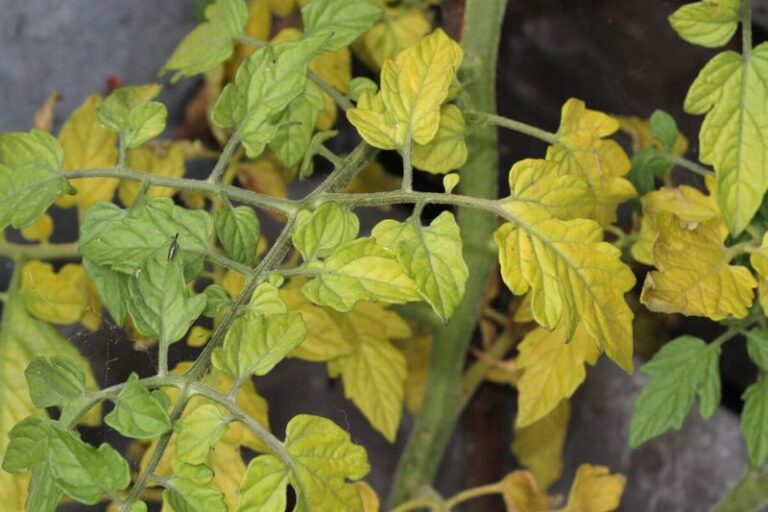 If Your Tomato Leaves Turn Yellow From the Bottom Up in Late-Summer Heat, a Nitrogen Problem Is Usually Behind It