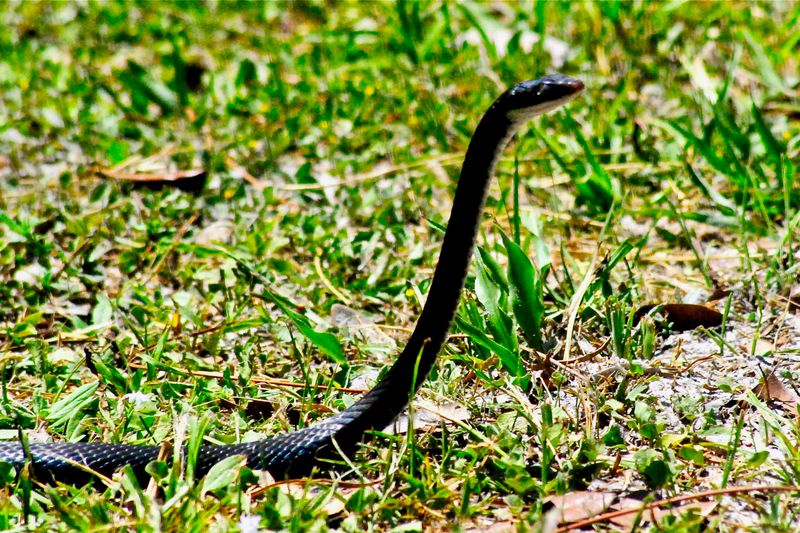 Why the Black Racer Sliding Through Your Florida Yard Is Actually a Sign You’re Doing Something Right