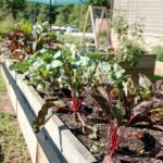 These Fall Vegetables Need To Go In The Ground Right Now In North Carolina Or You Miss The Whole Autumn Harvest