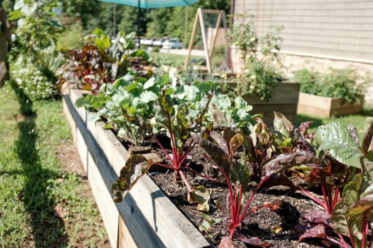 These Fall Vegetables Need To Go In The Ground Right Now In North Carolina Or You Miss The Whole Autumn Harvest