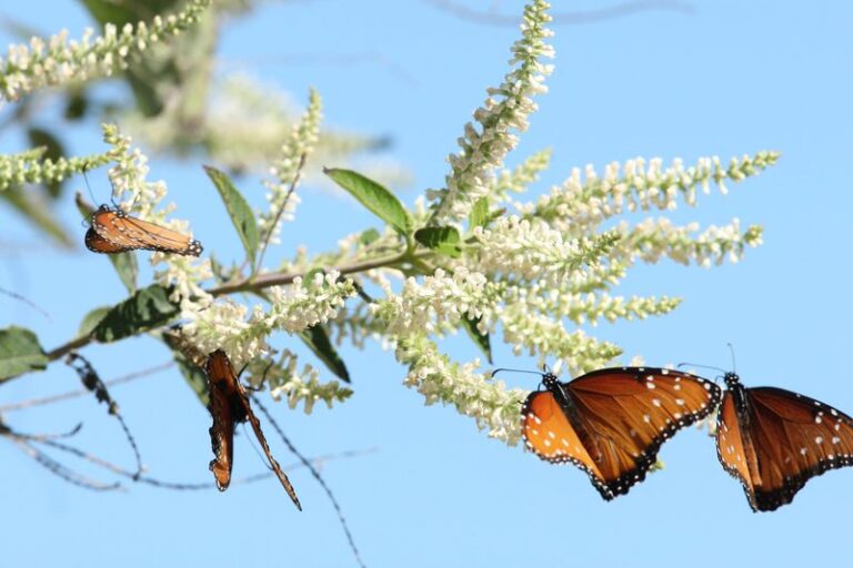 The Native Texas Plant That Brings Bats to Your Yard and Cuts the Mosquito Swarms All Summer